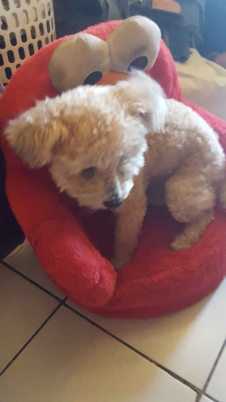 NWR: My pup thinks she's people. She's right. Show me your "people pups!"