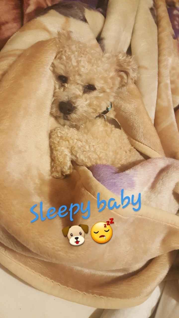 NWR: My pup thinks she's people. She's right. Show me your "people pups!"