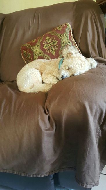 Nwr: my pup