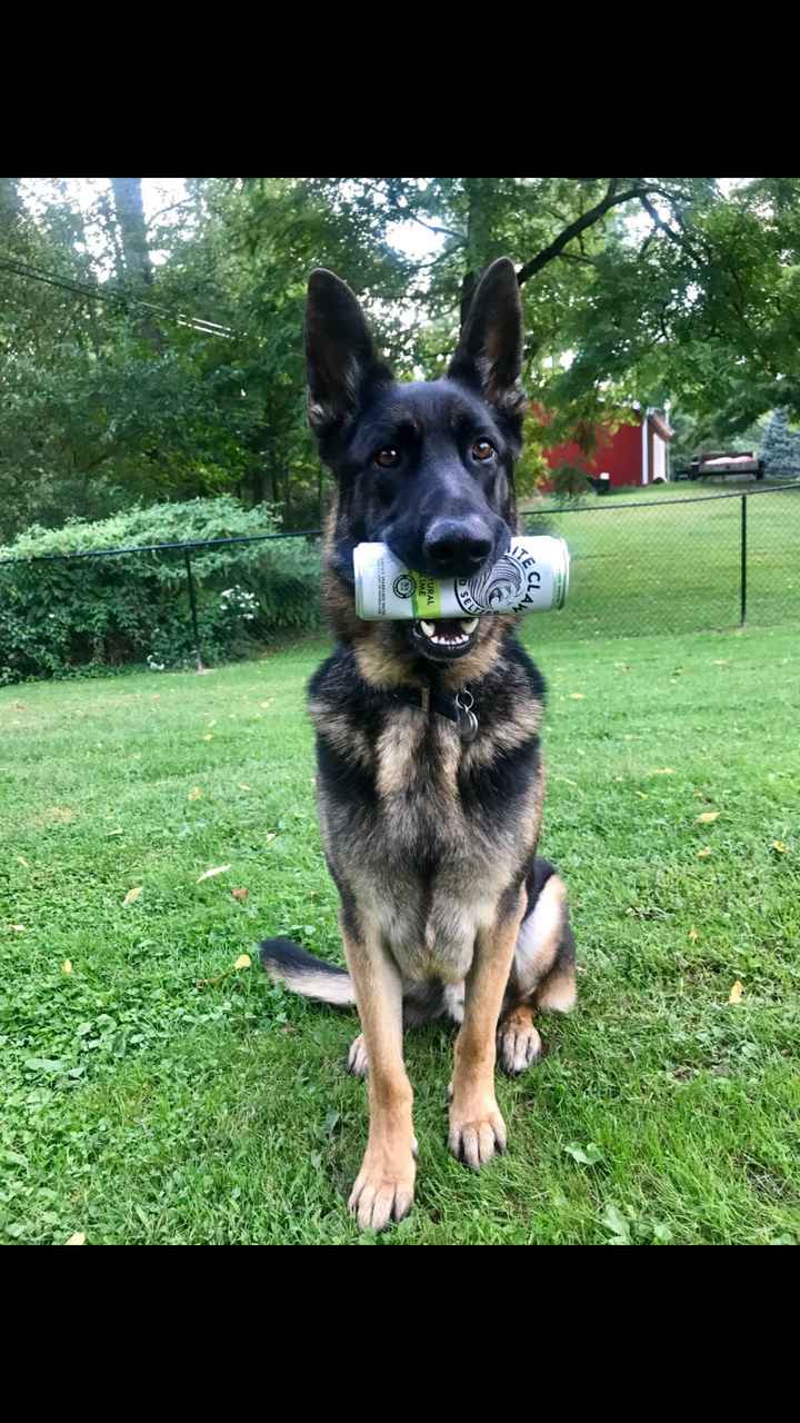 Show me your pup! - 1