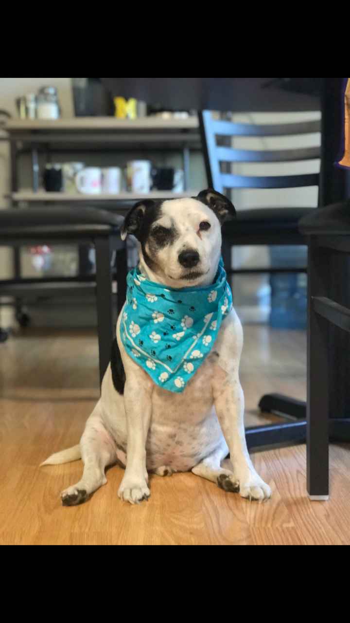 Show me your pup! - 2