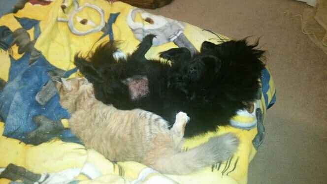 NWR: Puppies and fur babies!