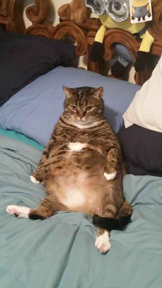 NWR: Show me your fur babies