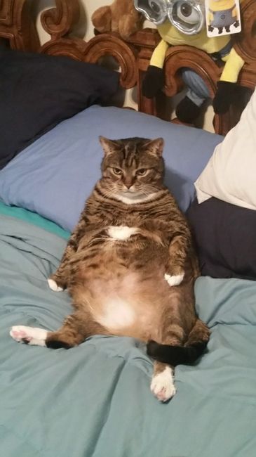 NWR-Cat People Help