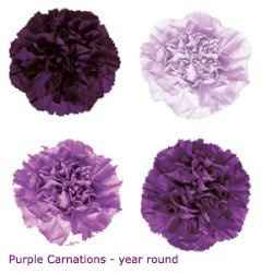 Carnation Wedding Flowers *** PICS INCLUDED