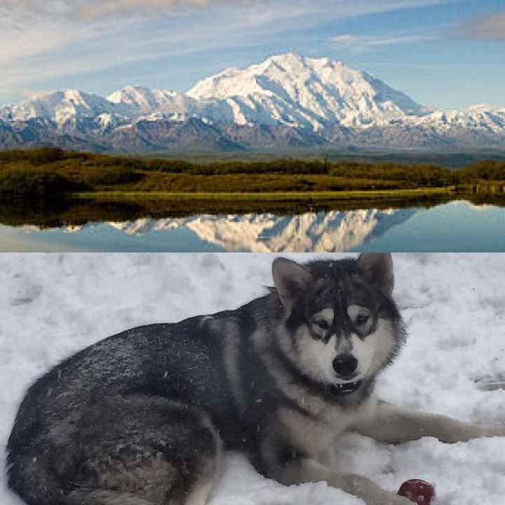 NWR: Pet Owners...Can we play a fun game? :D