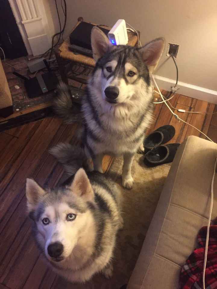 NWR: What should we name our puppy?!