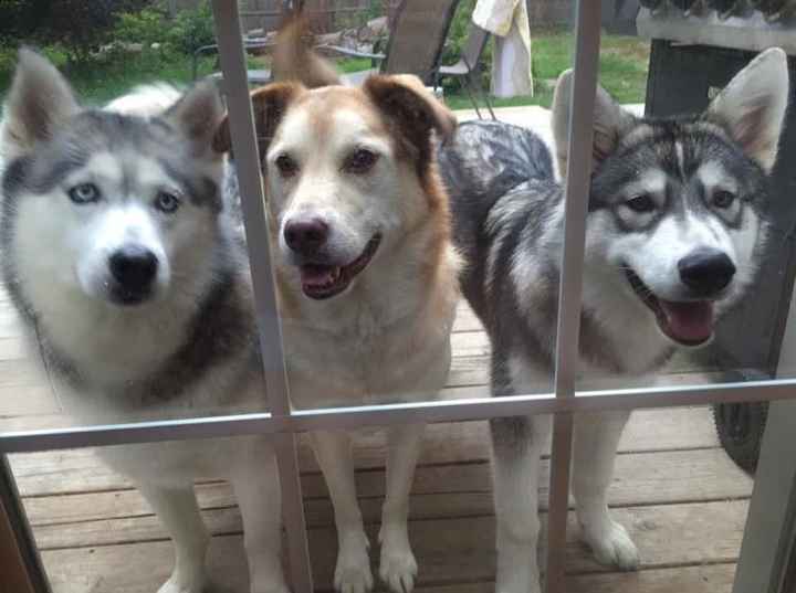 Nwr- show me your fur babies