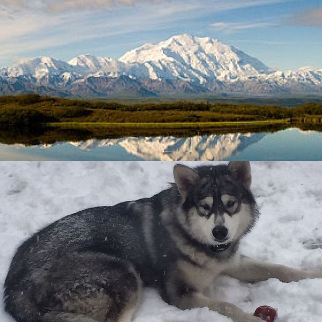 NWR: Pet Owners...Can we play a fun game? :D