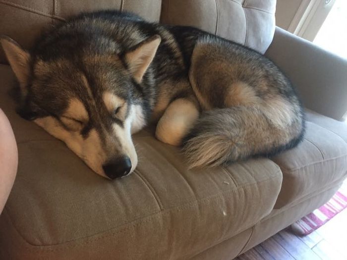 Furbaby pick me up