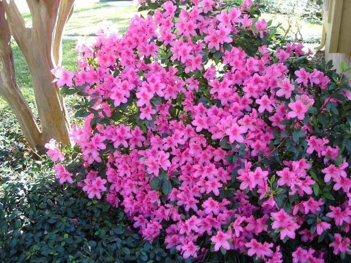 NWR: Any gardening brides out there? (breaking up the spam)