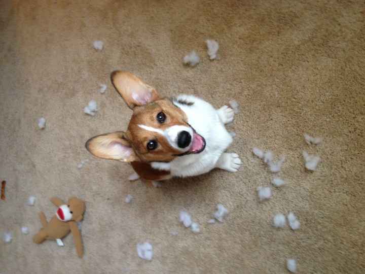 NWR: I need funny dog stories