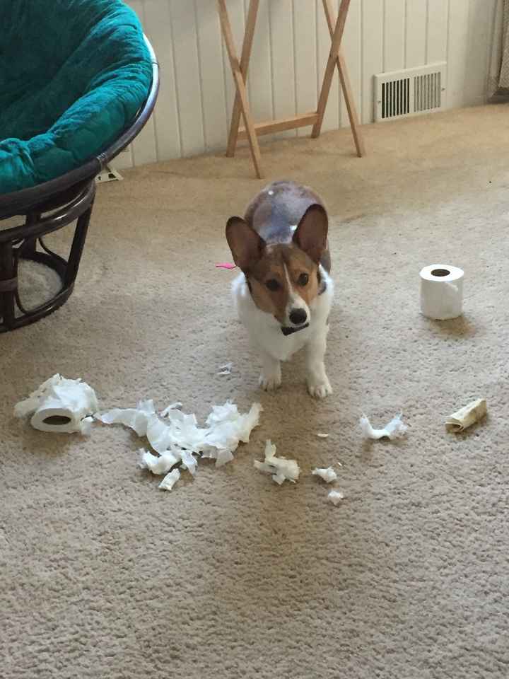 Fiendish Furbaby Friday
