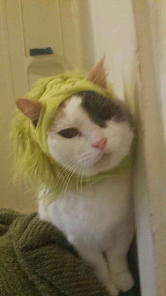 Sick and need cheering up--show me your Fur babies!