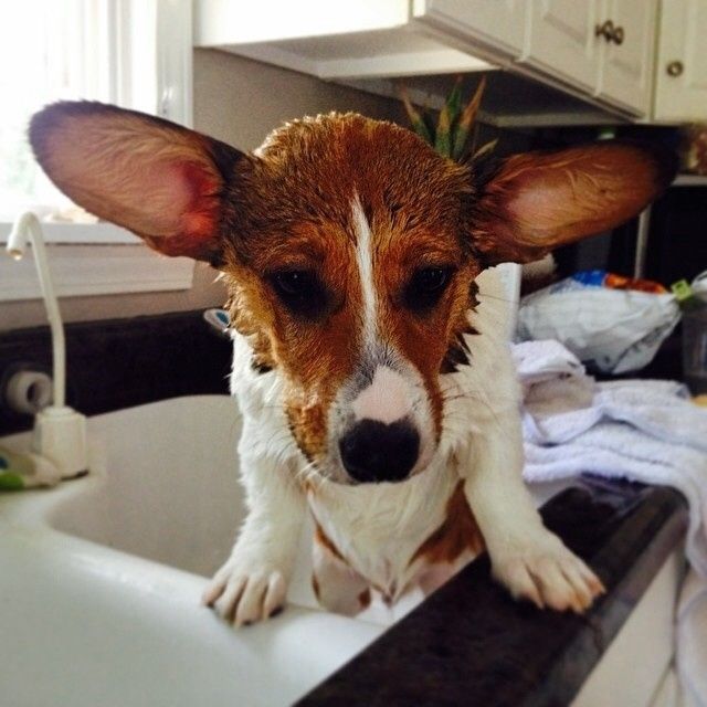 Its Fursday! Show me your furbabies! :)