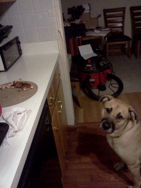 NWR - Dog Mommas: Convince me Otherwise!