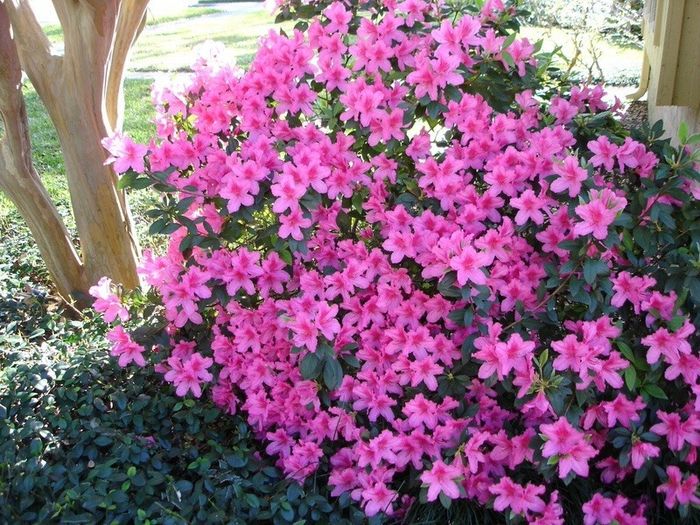 NWR: Any gardening brides out there? (breaking up the spam)