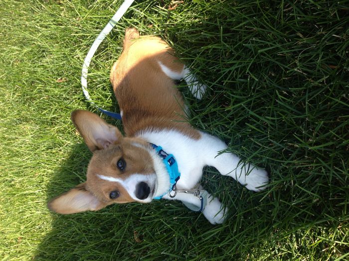 NWR: I need funny dog stories
