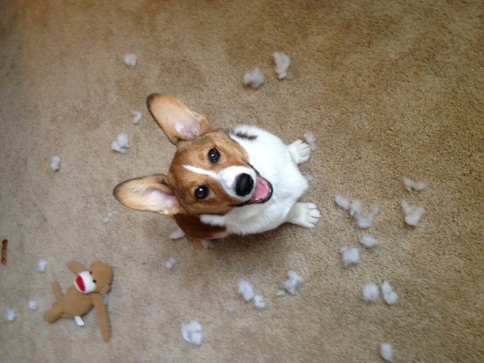 NWR: I need funny dog stories