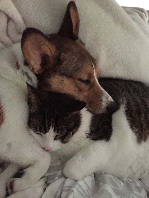 NWR: Show off your furbabies!