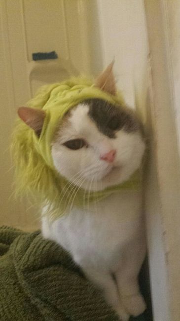 Sick and need cheering up--show me your Fur babies!