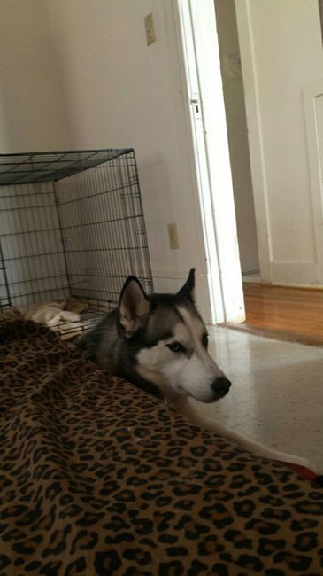 NWR: post pics of your pets!!