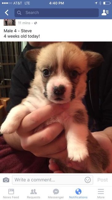 PUPPY FEVER!