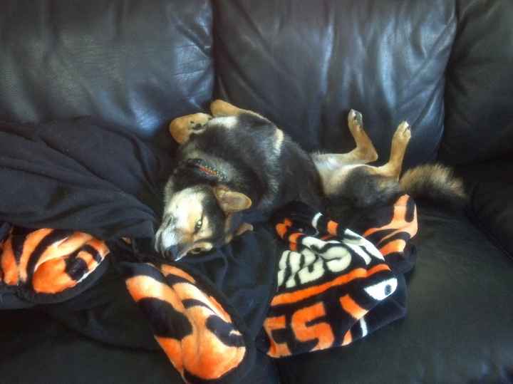 Keeping my mind of my wedding...Show me your dog:)!!**Pics