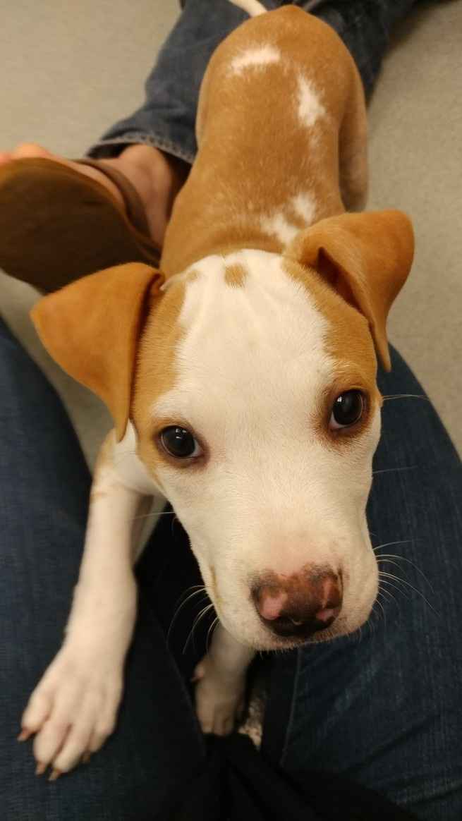 Puppies, puppies, and more puppies!!!
