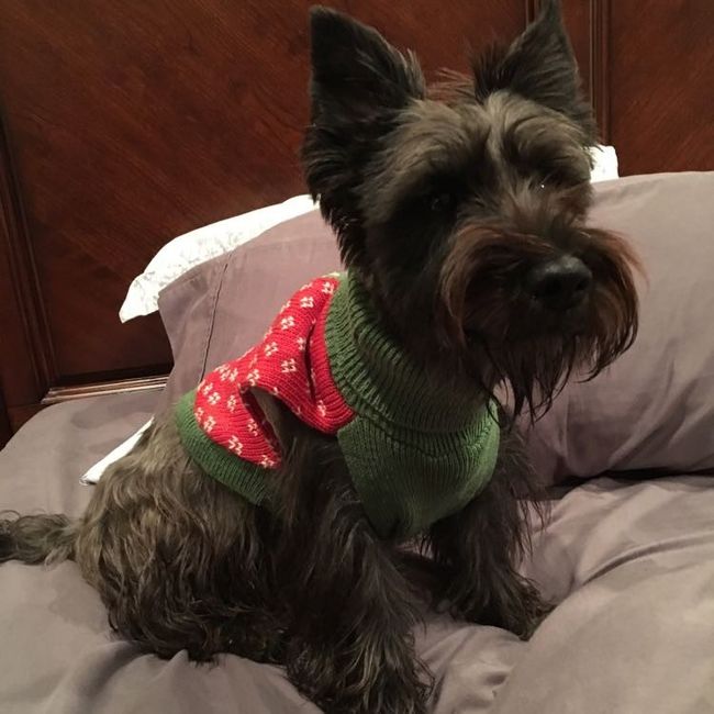 NWR: Puppybowl! And Fur Babies!