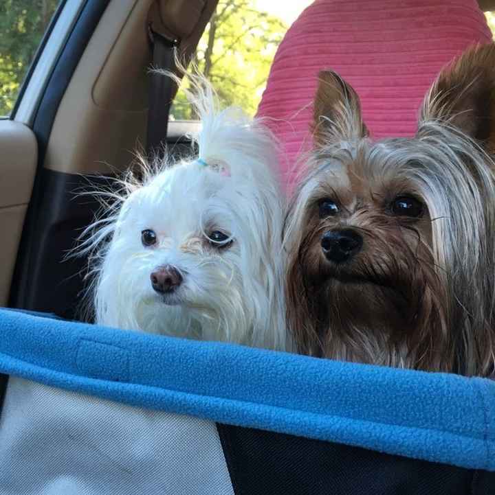 Fur Babies! :)