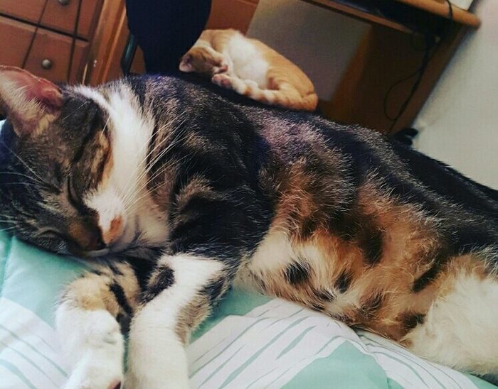 Show my your kitties!