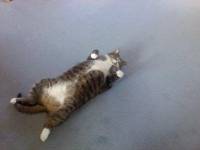 My furbaby: pics of the evil thing included