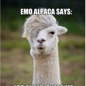 The alpaca thread is gone