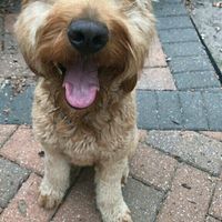 NWR:  Show me your fur babies!