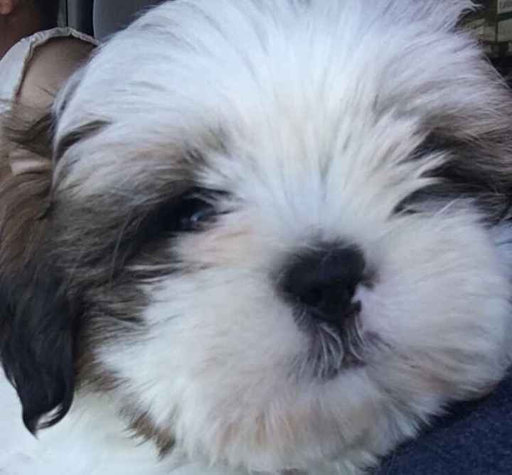 Any pet related stories? - 1