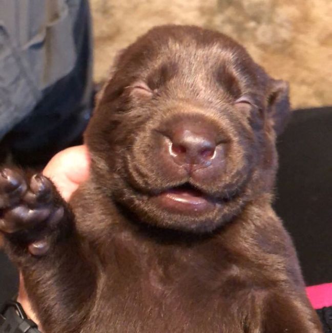Any pet related stories? - 3