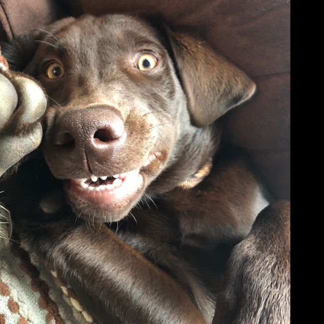 Any pet related stories? - 2