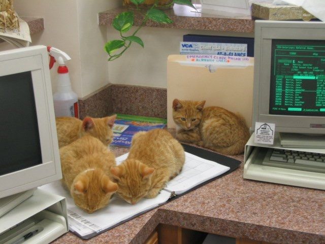 Spin off for animal lovers, happy thread