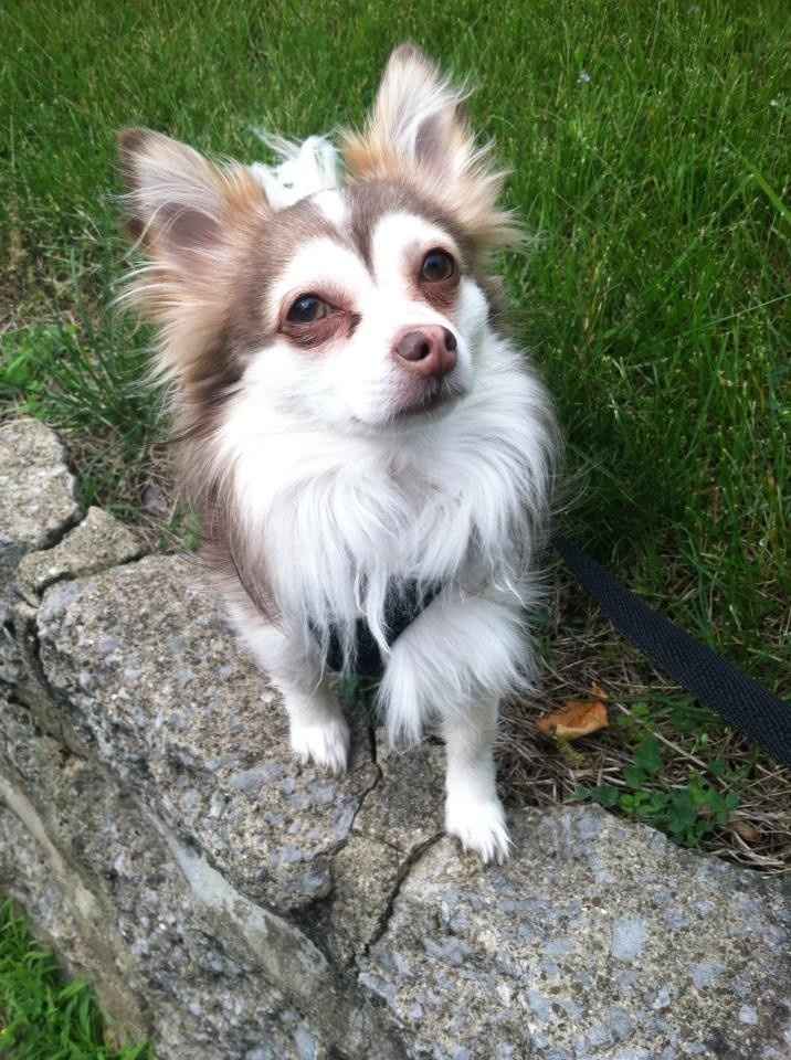 Show me your fur baby! (it has been awhile and I love seeing the pets!)