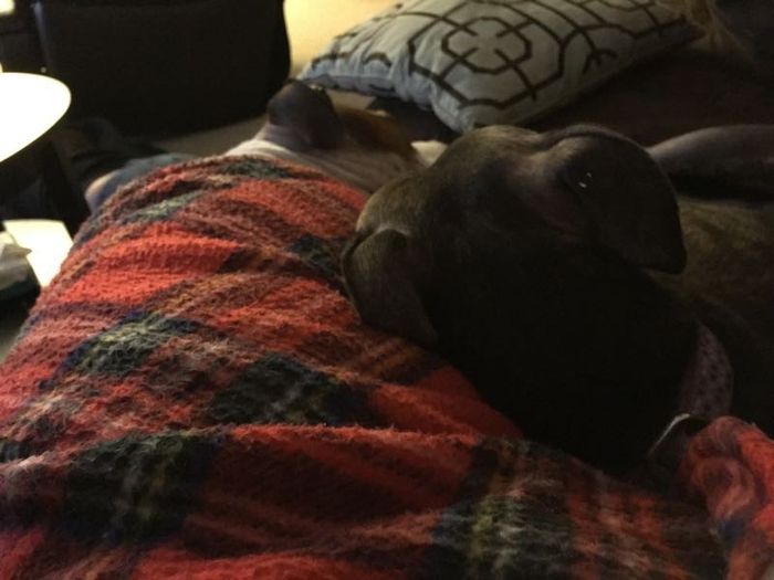 NWR: Puppybowl! And Fur Babies!