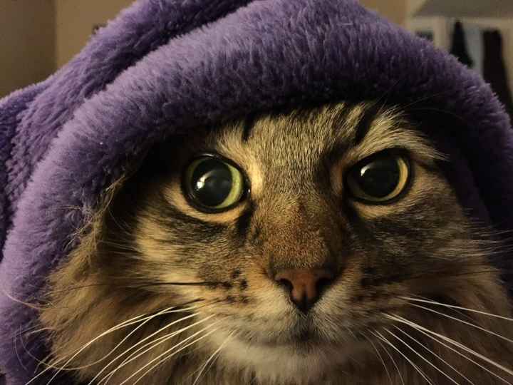 It's Furs-day!