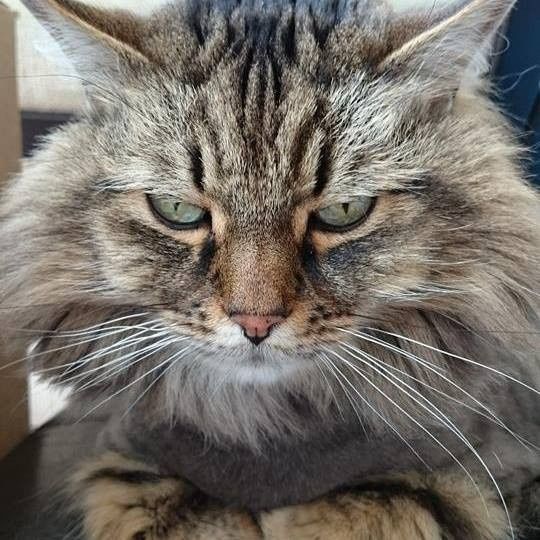 NWR: Happy Furry Fursday, let's see them fur babies!