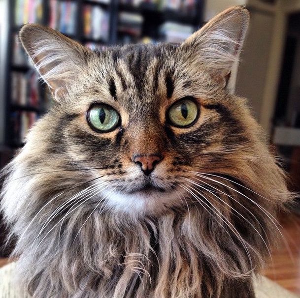 NWR: Happy Furry Fursday, let's see them fur babies!