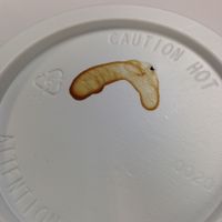 NSFW/NWR: Veggie Peen!!!!