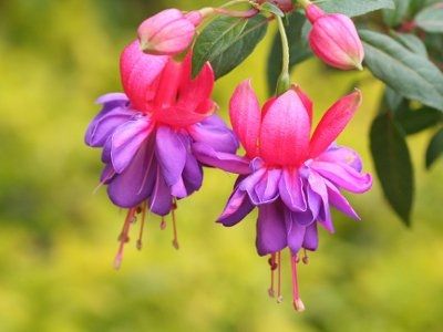 What's your favorite flower?