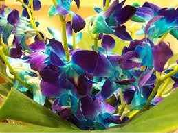 Help, what kind of flower is this??