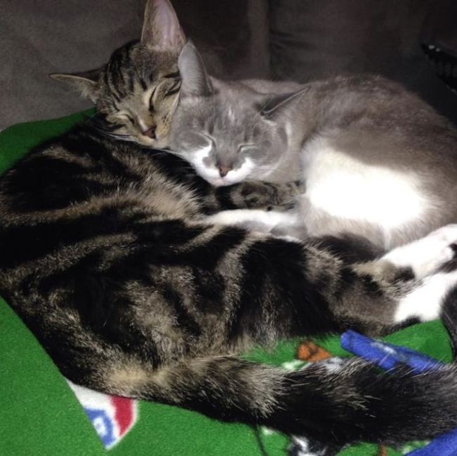 Fur babies