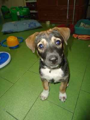 Another Friday another workout! Come on ladies! You're slacking!!! puppy pics!