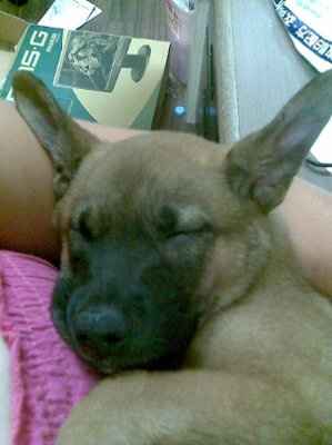 Another Friday another workout! Come on ladies! You're slacking!!! puppy pics!